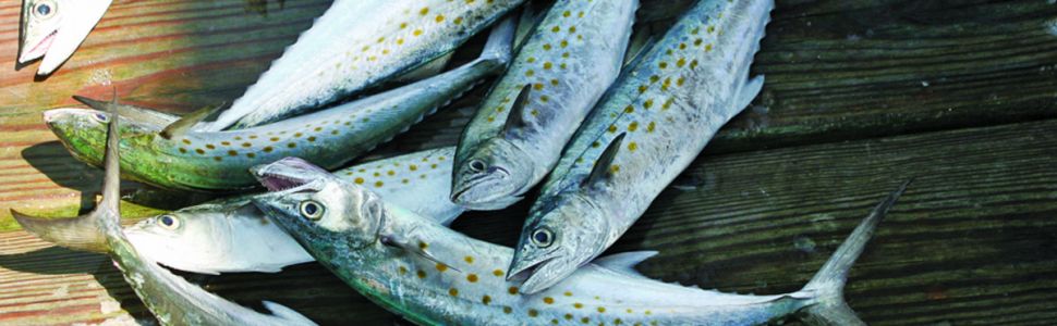 Fishing with Brian Patteson on the Stormy Petrel II