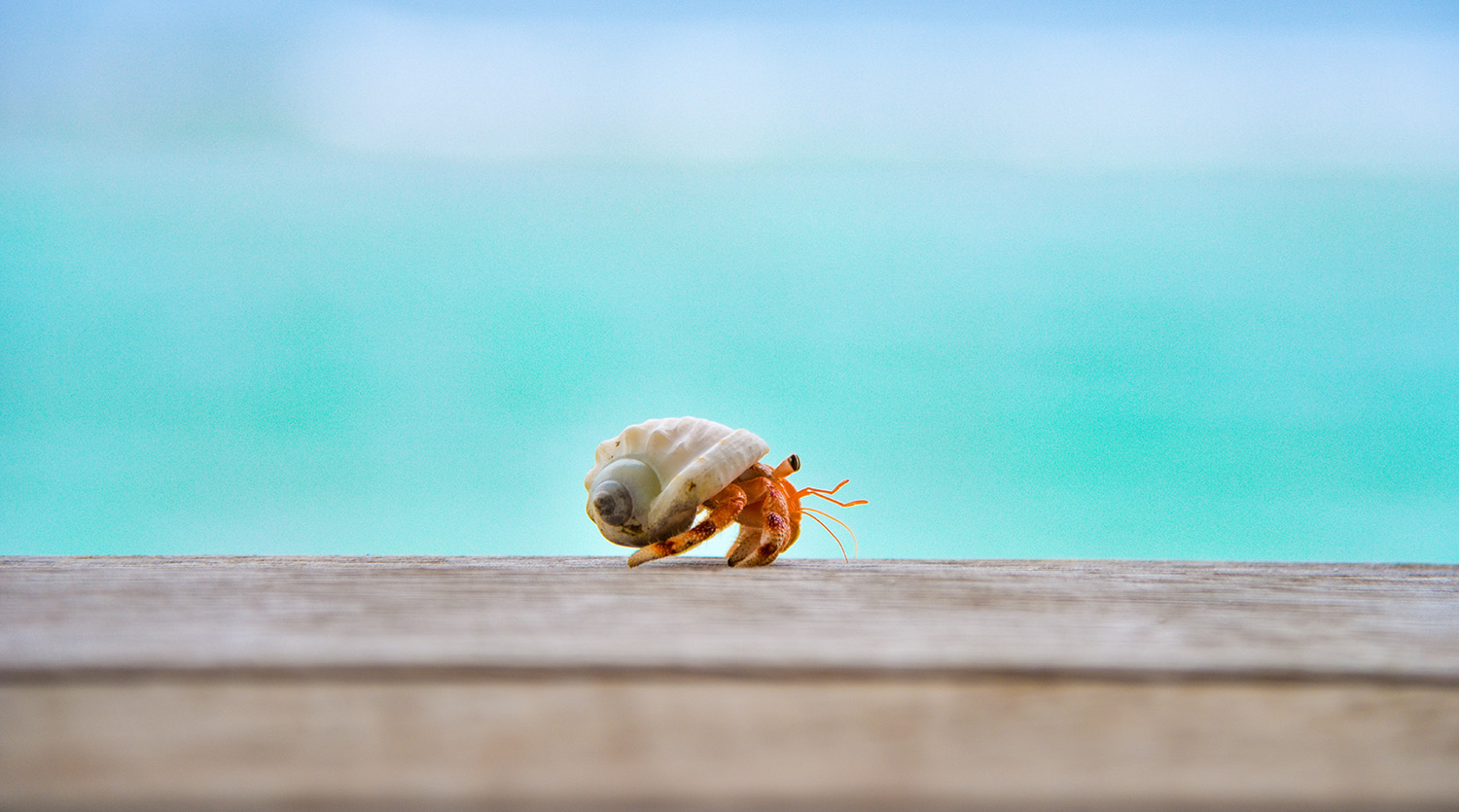 Crabs in Destin All You Need to Know Destin Vacation Blog