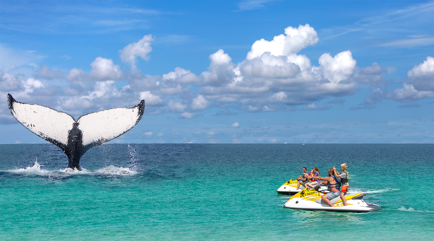 Can You See Whales in Destin? | Destin Vacation Blog