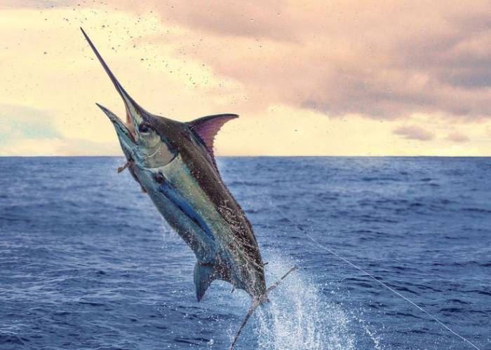 Marlin leaping out of the ocean